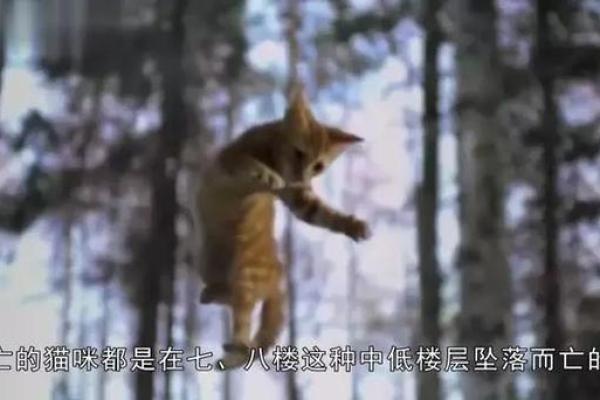 探寻猫咪的神秘传说：为什么说猫有九条命？