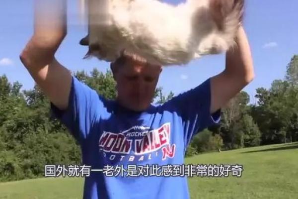 探秘猫咪的神秘传说：为什么说猫都有九条命？