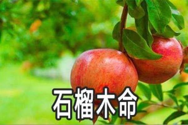 探秘石榴木命：与其他五行命理的奇妙关系与克用