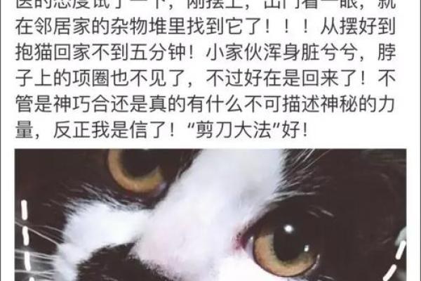 为什么猫浪费了八条命？探秘神秘猫咪的生存之道