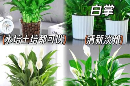 乙木男命的住所植物选择：提升运势的绿植推荐