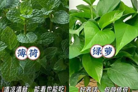 水中金命适合养的植物：打造一个生机盎然的居家环境