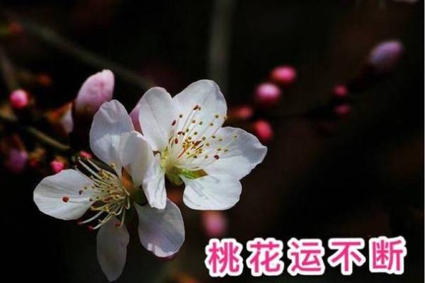 四大桃花占全了是什么命：桃花运的奥秘与启示