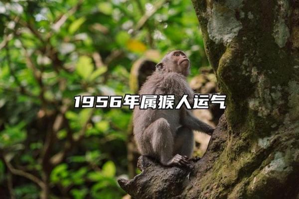 探索属猴31岁命运的奥秘：智慧与挑战并存的旅程