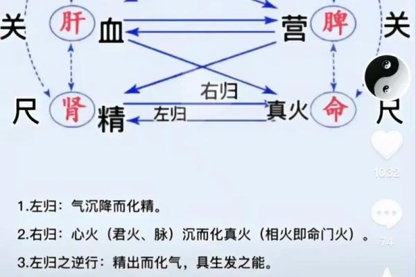 阳命人与阴命人的区别与生活影响探讨