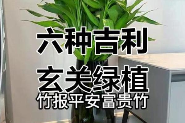 土命人的居家植物选择：哪些植物是禁忌，影响健康与运势？