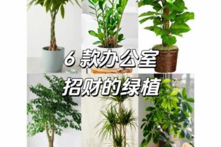 提升木命人的运势：办公室植物摆放全攻略