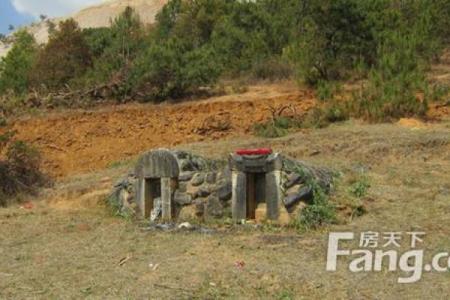 选择山头命坟地理想树种，养生与风水兼顾的最佳方案