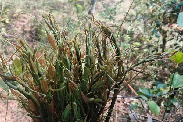 探索野菜的神奇力量：那些能救你一命的自然馈赠