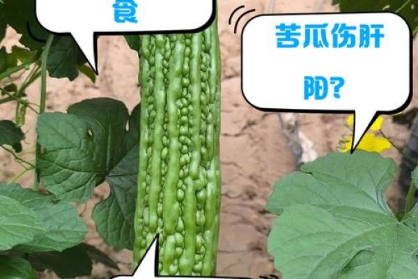 探寻苦瓜背后的秘密：为何食用过量可能致命？