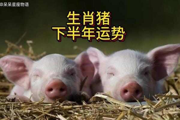 五十二岁属猪的命运解读：揭示人生的幸福与机遇