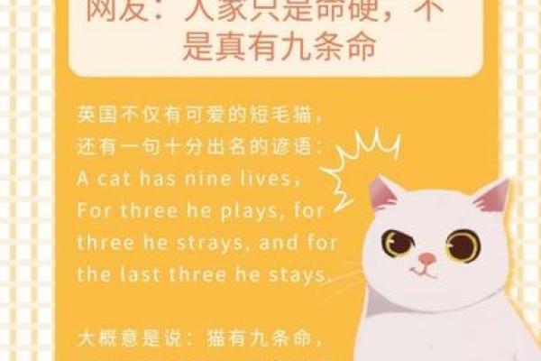 英文谚语“猫有九条命”的深意与启示