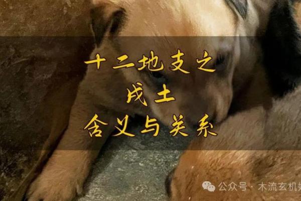 探究男命地支戌土的深层含义与人生启示