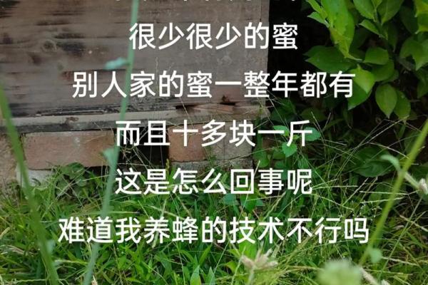 算命蜜蜂命：探秘生命之蜂的神秘运势与命理解读