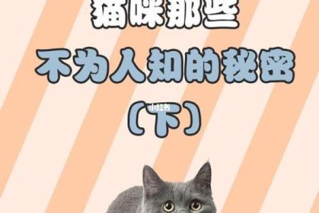 算命中的“猫命”究竟意味着什么？探秘猫咪命运与人类的关系！