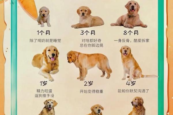 虚岁53属狗的命运解析：纵情犬年的智慧与机遇