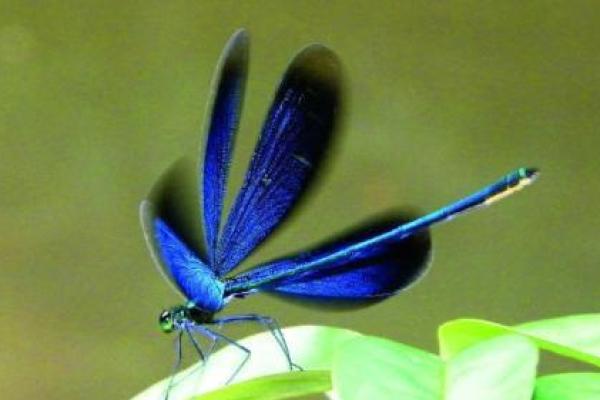 算卦探秘：蜻蜓命的神秘与启示