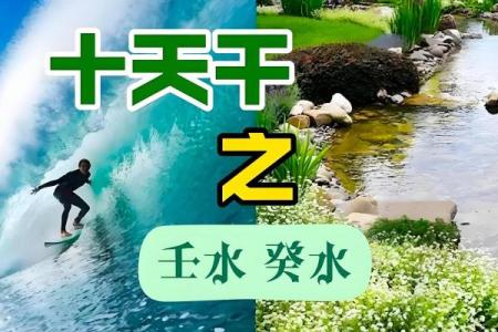 探秘壬甲命：水与木的奇妙交融