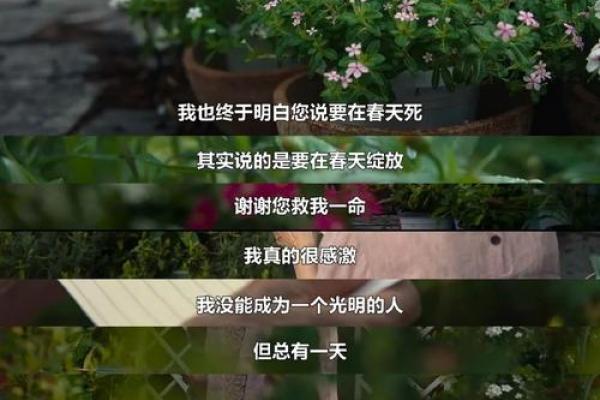 探寻官命女的命格秘密：如何决定她们的前途与荣耀？