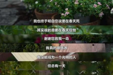 探寻官命女的命格秘密：如何决定她们的前途与荣耀？